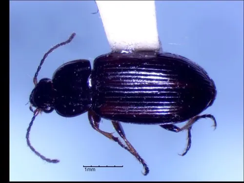 Bay-winged Harp Ground Beetle