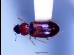 Rock-dwelling Harp Ground Beetle thumbnail 3