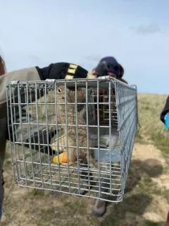 Washington Ground Squirrel thumbnail 3