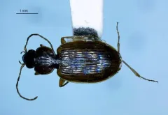 Olisthopus parmatus thumbnail 4