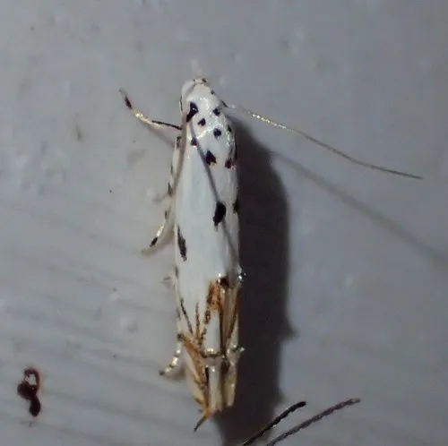 Red-streaked Mompha Moth