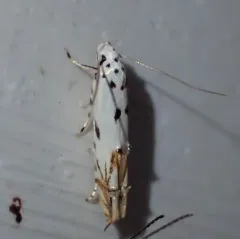 Red-streaked Mompha Moth thumbnail 1