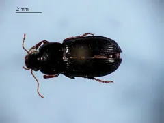 Selenophorus opalinus thumbnail 4