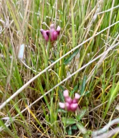 cowbag clover thumbnail 1