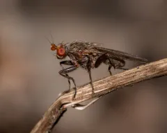 Amoebaleria defessa thumbnail 3