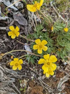 Dalles Mountain Buttercup thumbnail 2