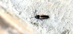 Ampedus militaris thumbnail 3