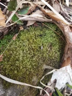 Taxiphyllum deplanatum thumbnail 3