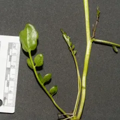 Willamette Valley Bittercress thumbnail 4