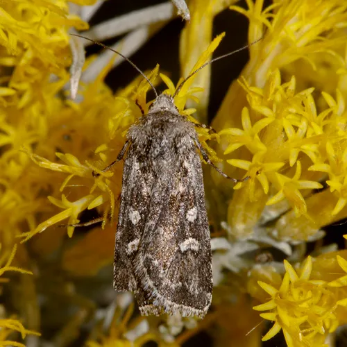 Euxoa cinereopallidus