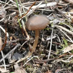 Entoloma vernum thumbnail 3