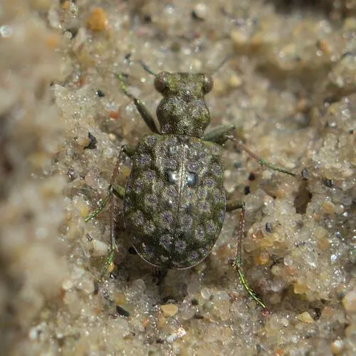 Green-footed Peacock Beetle