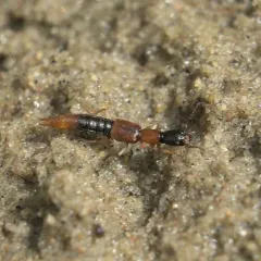 Homaeotarsus bicolor thumbnail 4