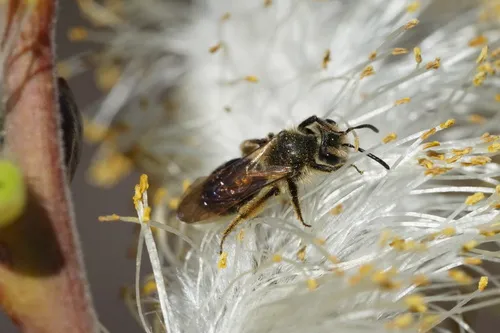 Toothed Miner Bee