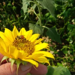 Hunt's Bumble Bee thumbnail 1