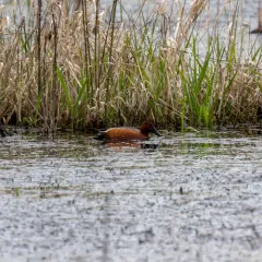 Cinnamon Teal thumbnail 2