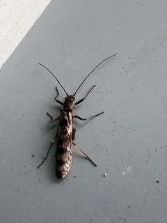 Western Willowfly thumbnail 1