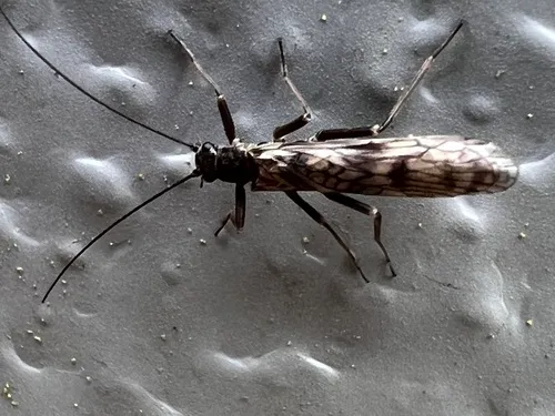 Common Forestfly
