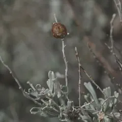 Rhopalomyia obovata thumbnail 4