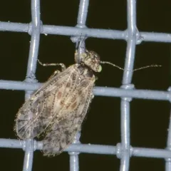 Aaroniella badonneli thumbnail 4