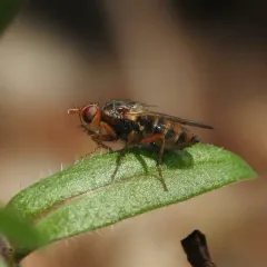 Bucephalina setipes thumbnail 1