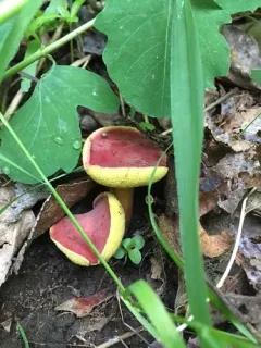 Hortiboletus coccyginus thumbnail 1