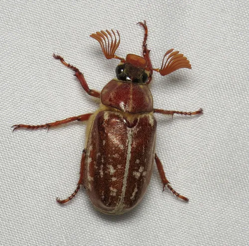 Variegated June Beetle