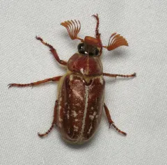 Variegated June Beetle thumbnail 1