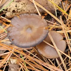 Entoloma vernum thumbnail 4