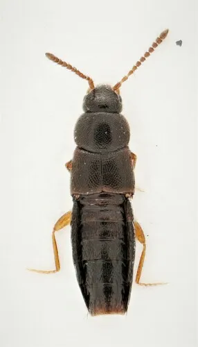 Mocyta sphagnorum