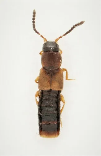 Philhygra clemens