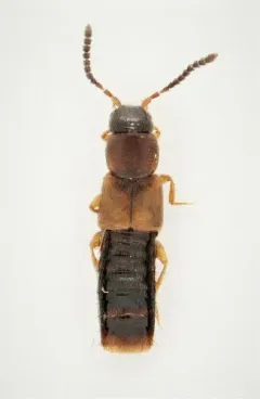 Philhygra clemens thumbnail 1