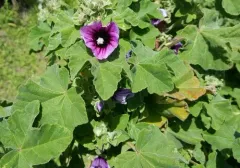 Tree Mallow thumbnail 1