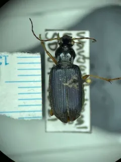 Heart-necked Chlaenius thumbnail 3