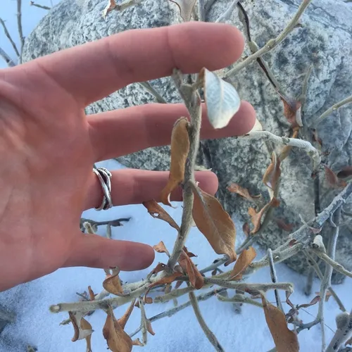 Alaska willow