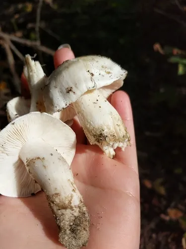 Tricholoma subresplendens