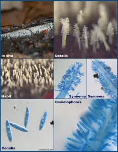 Arthrosporium candidum thumbnail 3
