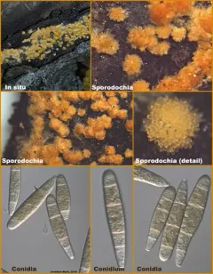 Bactridium flavum thumbnail 4
