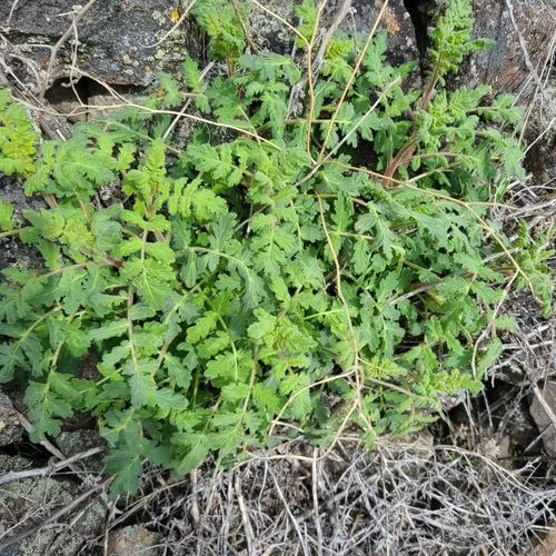 branching phacelia