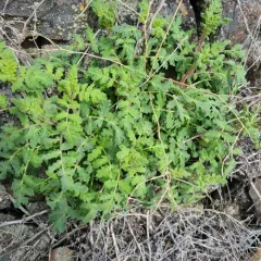 branching phacelia thumbnail 1