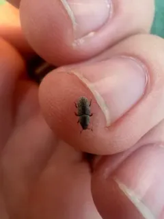 Hylastes opacus thumbnail 2