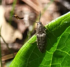 Marsh Click Beetle thumbnail 4