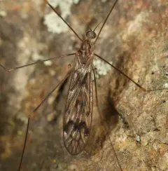 Dicranomyia humidicola thumbnail 3
