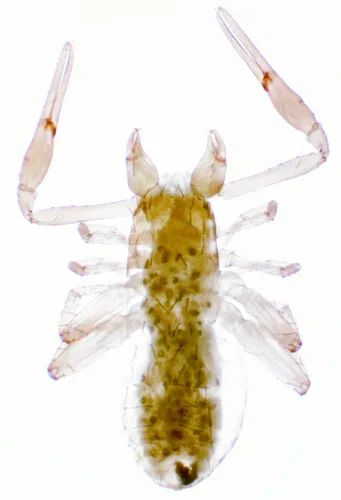 Ephippiochthonius tetrachelatus