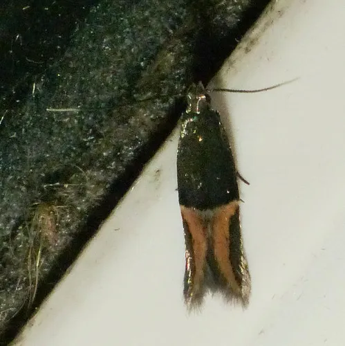 Orange-crescent Moth
