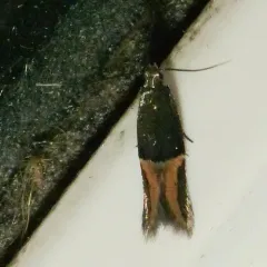 Orange-crescent Moth thumbnail 1