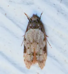 Triangle-marked Twirler Moth thumbnail 1