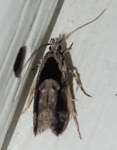 Pseudochelaria pennsylvanica thumbnail 1
