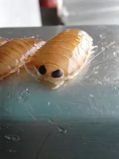 Rocinela angustata thumbnail 2