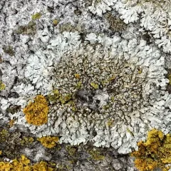 Blue-gray Rosette Lichen thumbnail 3